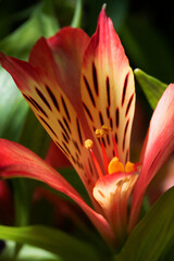 close up of a peruvian lily