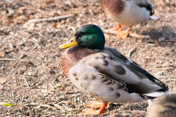Male mallard duck at the shore of lake Loch Tay in Kenmore, which is a small village in Perthshire, in the Highlands of Scotland. Portrait of animal. Beautiful wild animal. Select focus.