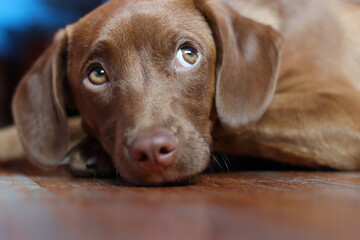 chocolate labrador puppy