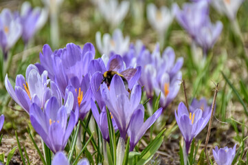 Hummel, Echte Biene, Gattung, Bombus, Biene, Honigbiene, fliegen, Frühling, bestäuben, Blüte,...