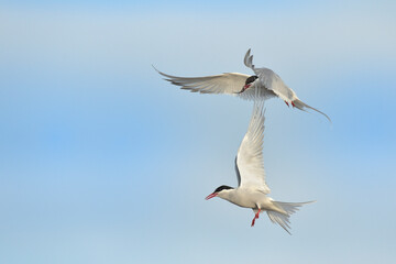 Obraz premium Küstenseeschwalbe Sterna paradisaea
