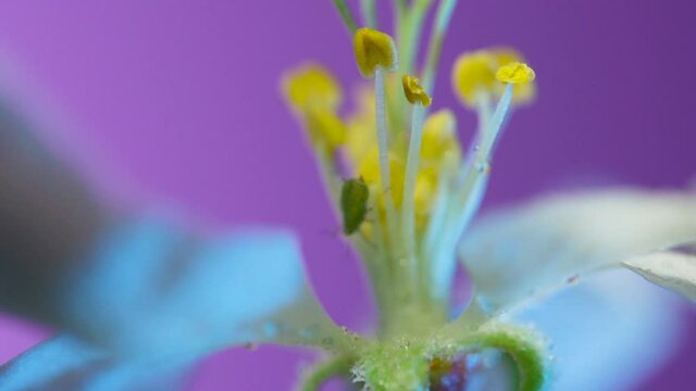 The central part of an apple flower is a group of pistils and stamens with yellow anthers. ruit tree flower structure extreme macro close up. Changing lighting.