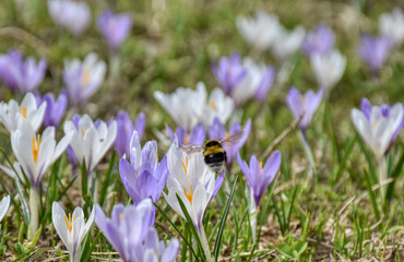 Hummel, Echte Biene, Gattung, Bombus, Biene, Honigbiene, fliegen, Frühling, bestäuben, Blüte,...