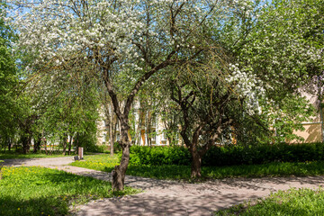 Fototapeta na wymiar Picturesque city square with blooming apple trees on a sunny day. May 2021, Obninsk, Russia