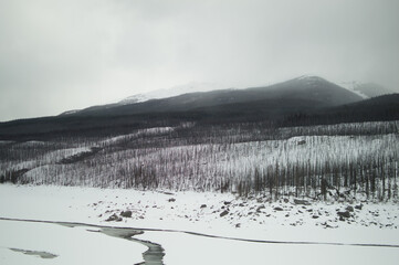 Winter Forest