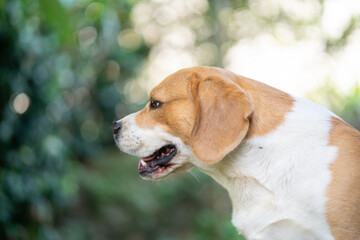 Big beagle portrait outdoor. Photo with bokeh