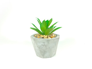 Green plant in vase isolated on white background with copy space.
