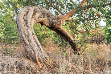 Obraz premium tree in tropical forest