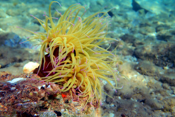 Fototapeta na wymiar Snakelocks sea anemone - Anemonia sulcata