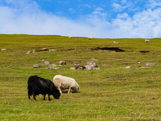 Fototapeta premium Faroe Island