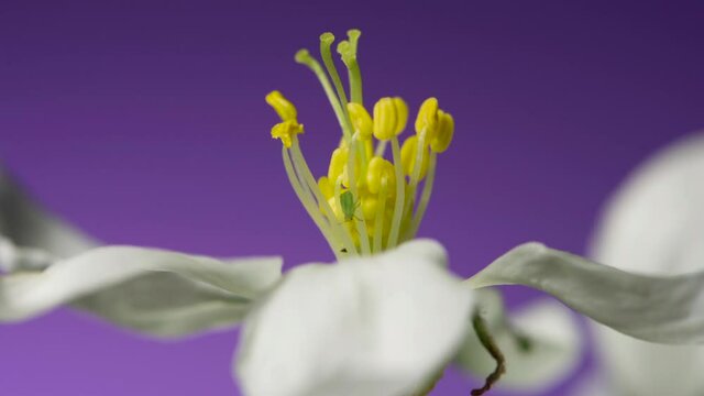 The central part of an apple flower is a group of pistils and stamens with yellow anthers. ruit tree flower structure extreme macro close up. Changing lighting.