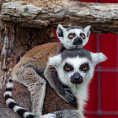 Mom and baby ring lemur