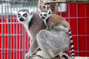 Mom and baby lemur  - Powered by Adobe