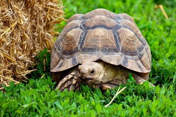 turtle on grass