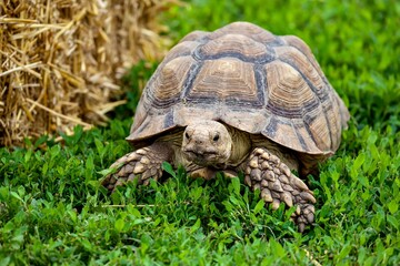 turtle on grass