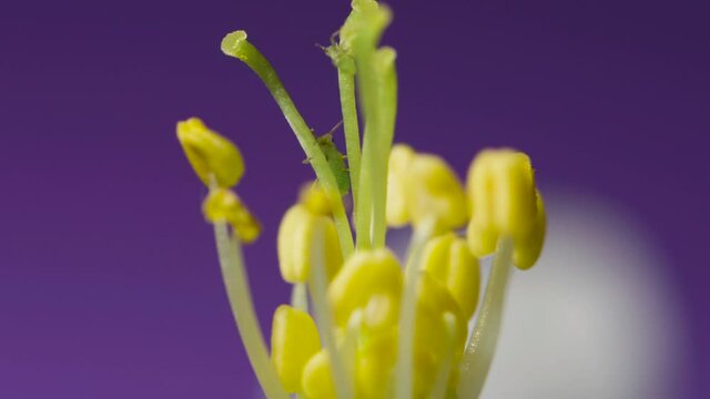 The central part of an apple flower is a group of pistils and stamens with yellow anthers. ruit tree flower structure extreme macro close up. Changing lighting.
