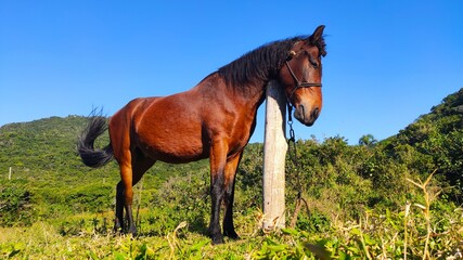 horse in the field