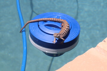 Big lizard floating in the pool