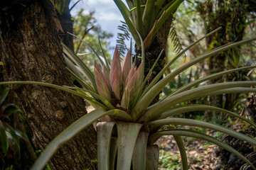 Fototapeta premium Bromelacea species in a tree in the botanical garden in Chiapas, Mexico