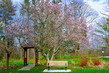 Fototapeta premium A wooden bench with a blossoming magnolia tree in a public park at springtime