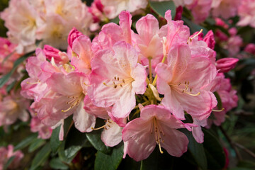 Pink flowering rhododendron in close up in a garden in May, United Kingdom