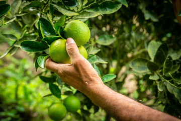 farmer picking fruit