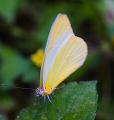 Between yellow and white a spring butterfly in the garden of my house