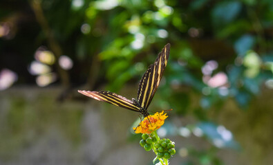 Tiger butterfly pollinating in a garden 