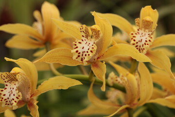 Obraz na płótnie Canvas yellow spotted orchid