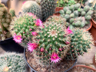 Cactus Mammillaria qui fleurit avec des fleurs roses