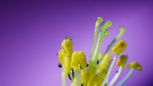 The central part of an apple flower is a group of pistils and stamens with yellow anthers. ruit tree flower structure extreme macro close up. Changing lighting.