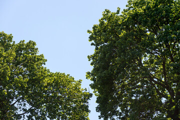Fototapeta premium green leaves against blue sky