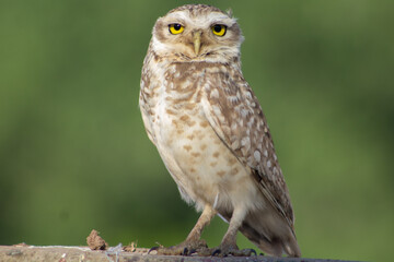 Lechuza Owl