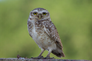 Lechuza Owl