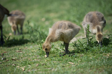 Naklejka na ściany i meble Canadian geese - goslings in a grassy area eating