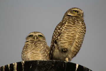 Lechuza Owl