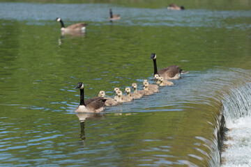 Canadian geese - goslings approach single file to a large flat rock in a river near a bank