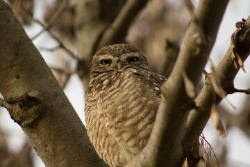 Lechuza Owl