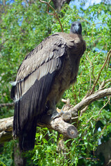 Baby Andean condor Vultur gryphus is a South American bird in the New World vulture family...