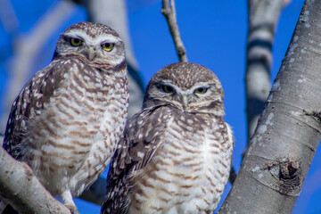 Lechuza Owl
