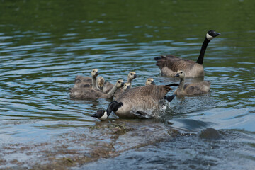 a canada goose lowers its long black neck to warn other birds to stay away from its clutch of goslings