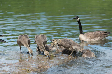 canada goose goslings standing on a flat boulder in a river while a protective parent watches near by