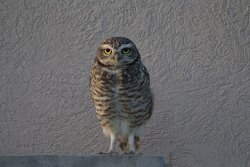 Lechuza Owl