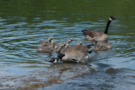 a canada goose lowers its long black neck to warn other birds to stay away from its clutch of goslings