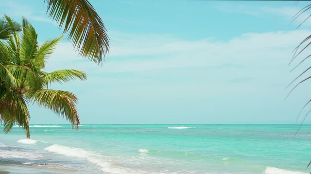 A beautiful palm tree on a coral beach near the Caribbean blue sea