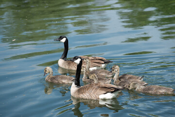 slowly maturing goslings following closely their protective parents as they swim on a river - moving towards the left of the picture