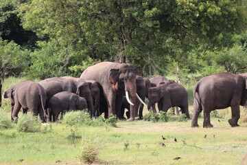 Fototapeta premium A group of Elephant including a big Tusker in Kalawewa National Park,Sri Lanka