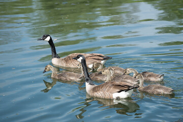 slowly maturing goslings following closely their protective parents as they swim on a river - moving towards the left of the picture