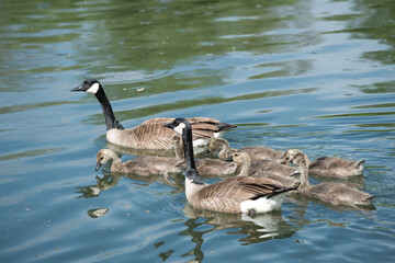 slowly maturing goslings following closely their protective parents as they swim on a river - moving towards the left of the picture