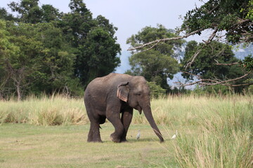 Fototapeta na wymiar Dancing Elephant in Kalawewa National Park,Sri Lanka